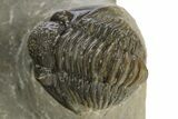 Detailed Proetid (Gerastos) Trilobite Fossil - Morocco #331968-1
